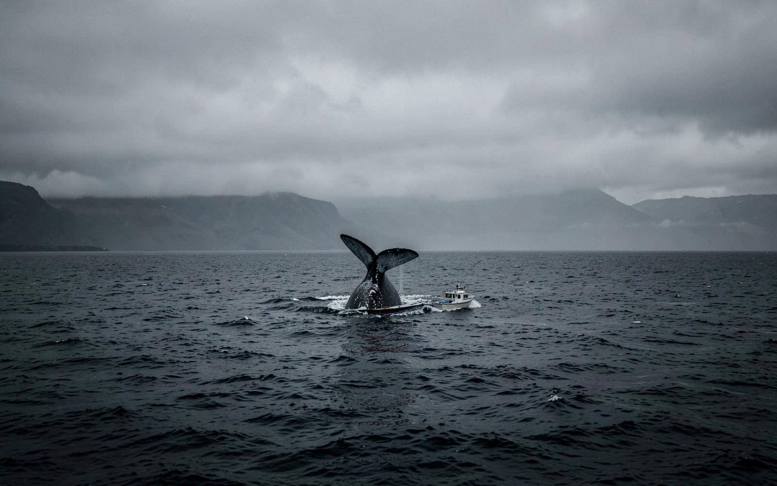 Whale tail rising beside a small boat in the Atlantic